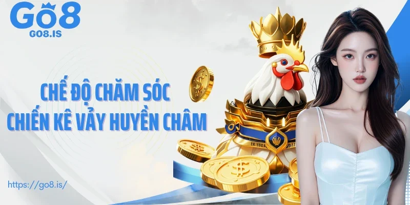 Chế độ chăm sóc chiến kê vảy huyền châm